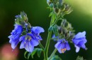 Jakobsleiter - Polemonium caeruleum * 1301 x 867 * (304KB)